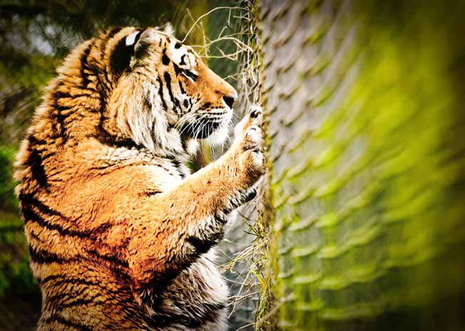 tiger at the fence