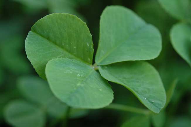 No need to hoard four leaf clovers for better luck
