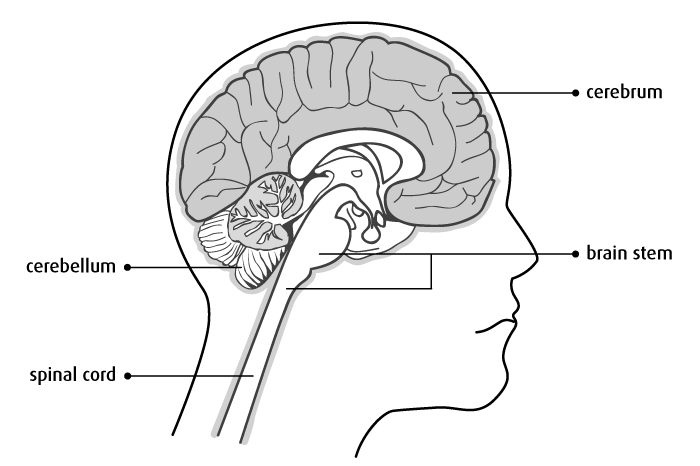 8 cerebellum vs cerebrum