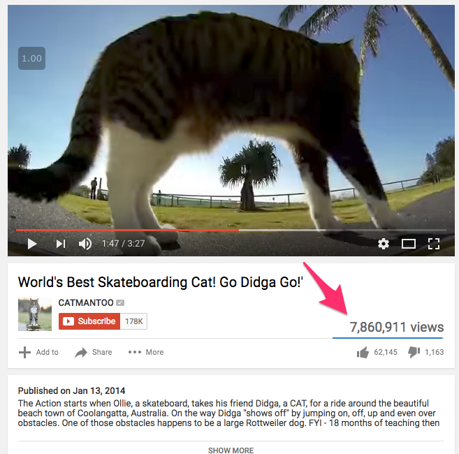 World s Best Skateboarding Cat Go Didga Go YouTube