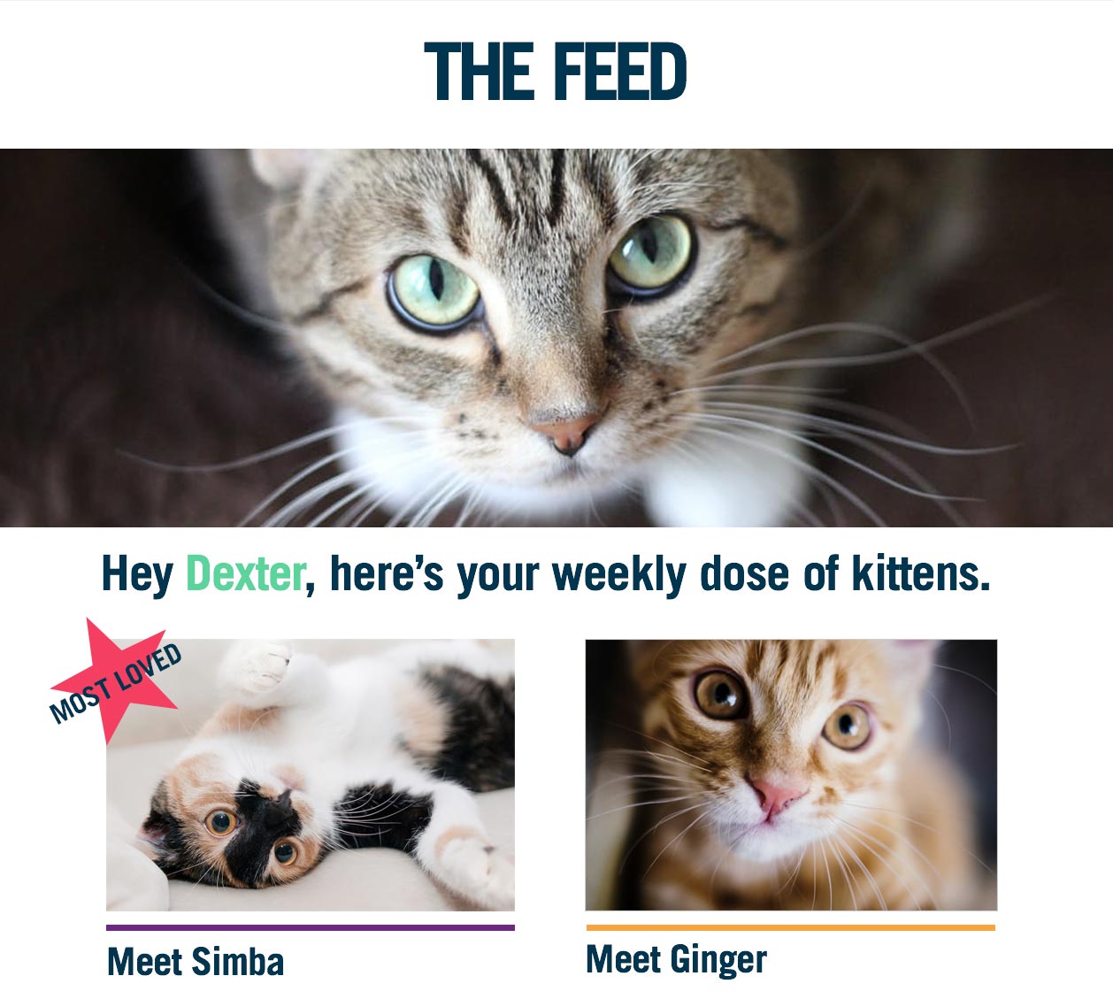 The Feed cat email