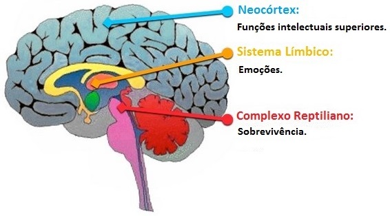 áreas do cérebro ligadas ao consumo