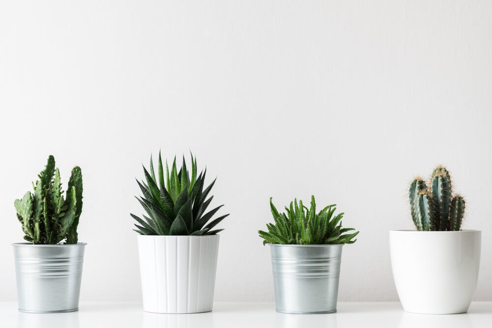 vasos decorativos com plantas em fundo branco