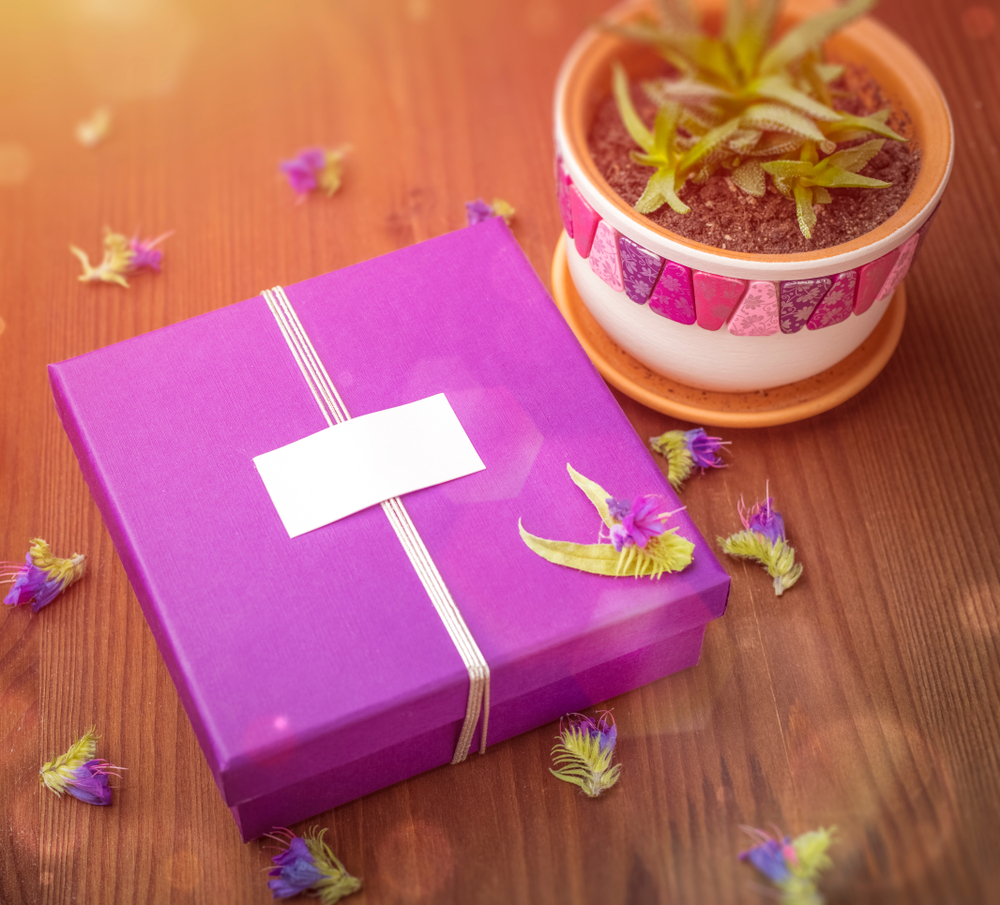 caixa embrulhada para presente com vaso de plantas ao lado simbolizando sorteio de instagram 