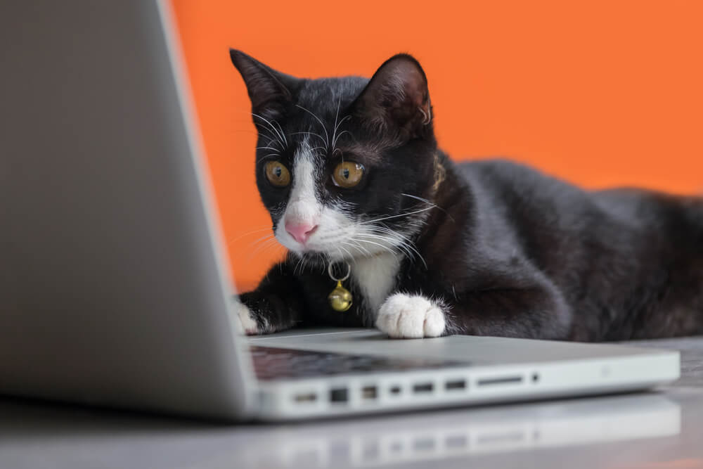 gato em frente a laptop sob mesa com fundo laranja